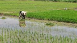 Piura superó las 534 mil toneladas de arroz en la campaña 2024–2025