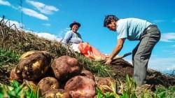 Producción agropecuaria nacional disminuyó 2.0% en el segundo trimestre de 2026