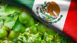 Producción citrícola de México aumentará 4% en la temporada 2024/2025