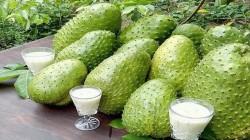 Producción de guanábana en Perú alcanzó las 16.383 toneladas en 2024
