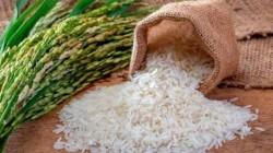 Producción nacional de arroz cáscara aumentó 39.2% en abril de este año