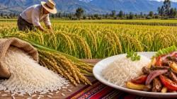 Producción nacional de arroz superó los 2.4 millones de toneladas de arroz en el primer semestre del 2026