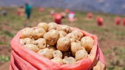 Producción nacional de papa creció 14.1% en el primer mes del presente año