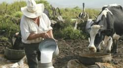 Producción peruana de leche fresca alcanza las 2.2 millones de toneladas al año