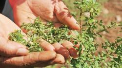 Producción peruana de orégano alcanzó las 13.935 toneladas en 2025