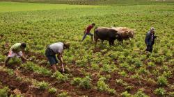 Productividad Agrícola en el Perú