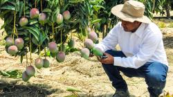 Productores de Lambayeque logran comercializar 420 toneladas de mango con articulación de Agromercado