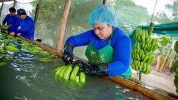 Productores liberteños de banano exportan más de 100 contenedores a Alemania y Países Bajos