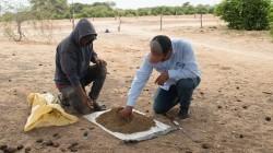 Realizan muestreo de suelos a más de 120 productores de limón del Medio Piura