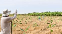 Realizan muestreo de suelos para implantar estrategias contra el fusarium raza 4 tropical en Piura