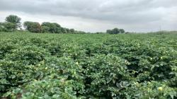 Región Piura culminó Campaña Agrícola 2025–2026 con 272.074 hectáreas instaladas