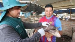 Senasa protege a más de 4 millones de animales y fortalece la ganadería familiar en el Perú