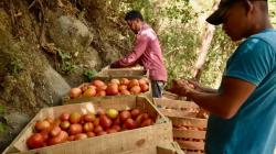 Tomates y aguacate, foco de fricciones entre México y EE.UU. con regreso de Trump