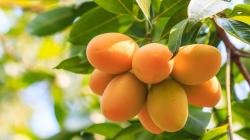 Unidad y fortaleza en la industria del mango: The Global Produce & Floral Show 2025