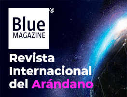 bluberries 2025 premium B